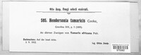 Image of Coryneopsis tamaricis